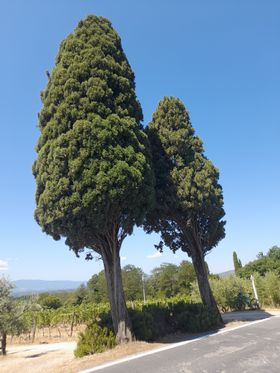 Questi due cipressi segnano il punto dove lasciare la Setteponti per raggiungere Traiana